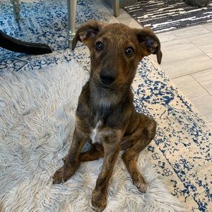 Meet your Posher, Susan